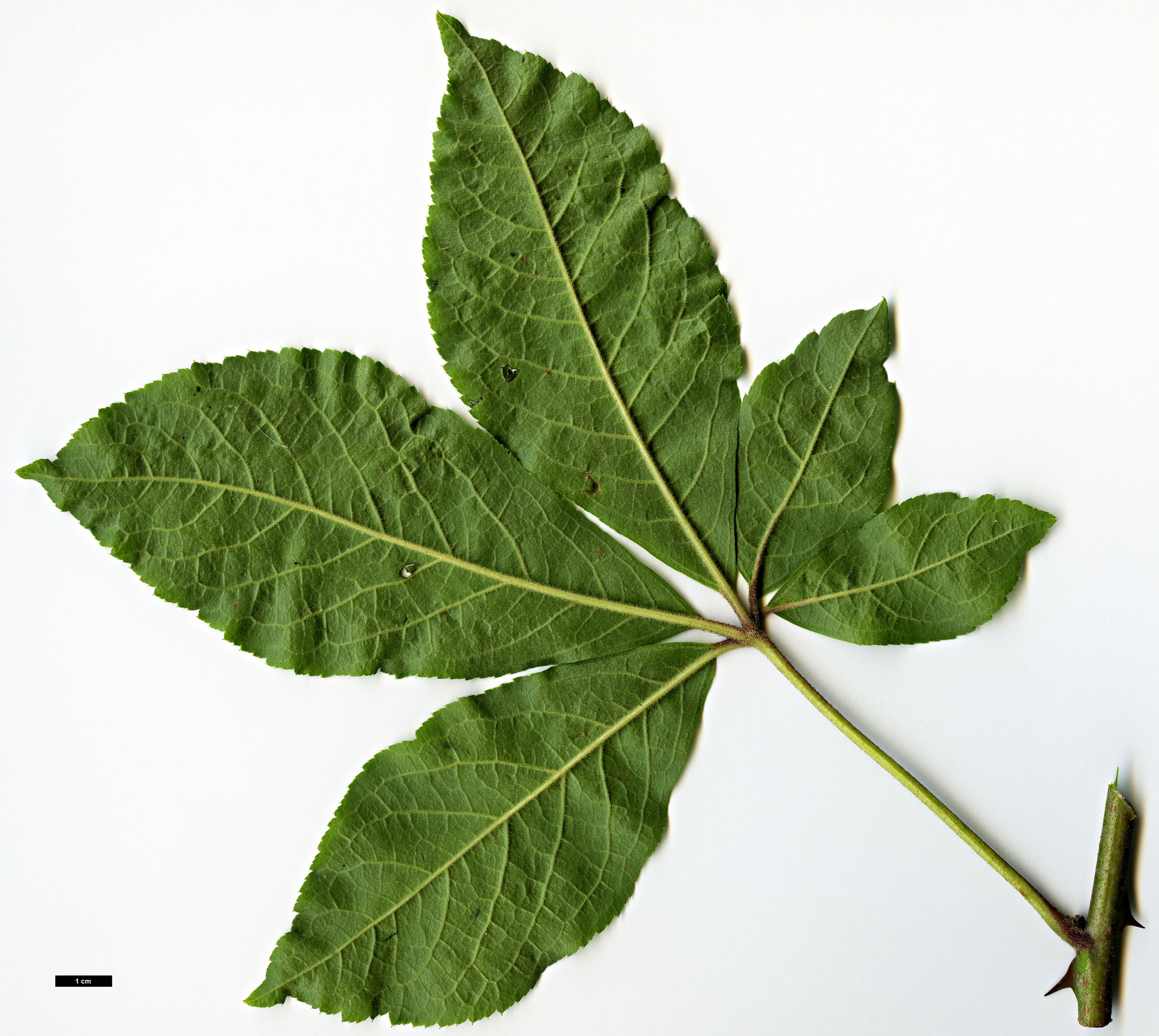 High resolution image: Family: Araliaceae - Genus: Eleutherococcus - Taxon: leucorrhizus - SpeciesSub: var. leucorrhizus